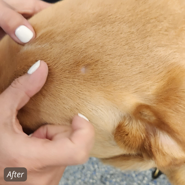 Colonel Mustard after