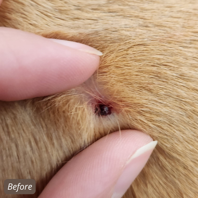 Colonel Mustard before