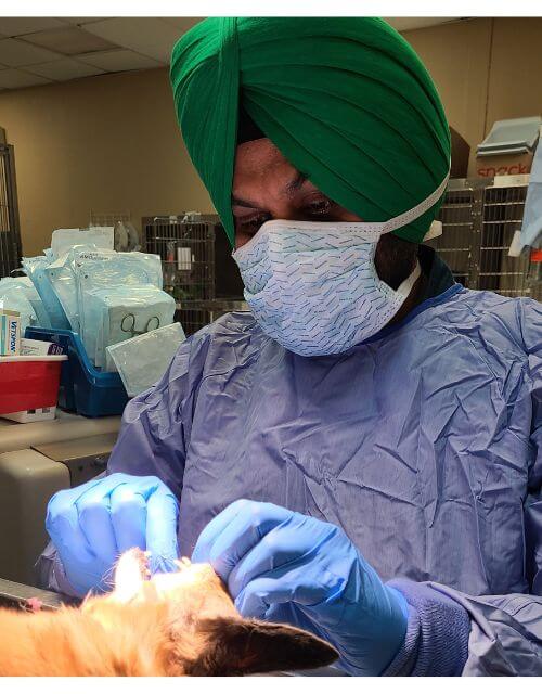 Pet Dental at Central Boulevard